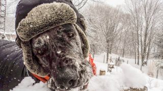 Morgan,dogue allemand, était la plus grande chienne du monde - par Famille Payne - https://www.facebook.com/morgantallestfemaledog