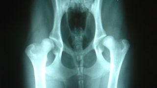 Radiographie d'une dysplasie de la hanche chez un Labrador - par Joelmills - http://commons.wikimedia.org/wiki/File:Bilateral_hip_dysplasia.JPG#mediaviewer/File:Bilateral_hip_dysplasia.JPG