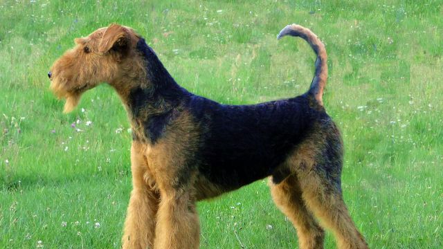 airedale terrier - par Zuni1520 (Own work) [GFDL (http://www.gnu.org/copyleft/fdl.html), GFDL (http://www.gnu.org/copyleft/fdl.html) or CC-BY-SA-3.0-2.5-2.0-1.0 (http://creativecommons.org/licenses/by-sa/3.0)], via Wikimedia Commons - http://en.wikipedia.org/wiki/Airedale_Terrier#mediaviewer/File:Airedale-terrier-charles14m.jpg