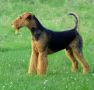 airedale terrier - par Zuni1520 (Own work) [GFDL (http://www.gnu.org/copyleft/fdl.html), GFDL (http://www.gnu.org/copyleft/fdl.html) or CC-BY-SA-3.0-2.5-2.0-1.0 (http://creativecommons.org/licenses/by-sa/3.0)], via Wikimedia Commons - http://en.wikipedia.org/wiki/Airedale_Terrier#mediaviewer/File:Airedale-terrier-charles14m.jpg