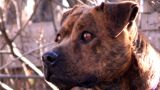 american pit bull terrier - par Beverly & Pack - https://www.flickr.com/photos/walkadog/