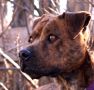 american pit bull terrier - par Beverly & Pack - https://www.flickr.com/photos/walkadog/