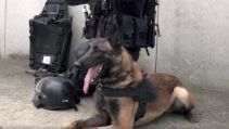 Graf chien d'assaut du GIGN - par Groupe d'Intervention Gendarmerie Nationale - https://www.facebook.com/GroupeInterventionGendarmerieNationale/