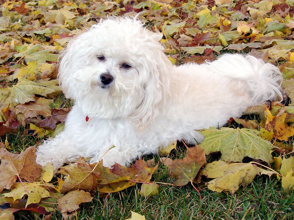 Le bichon havanais - Chiens et chiots - Wooki Le bichon havanais - Chiens et chiots - Wooki