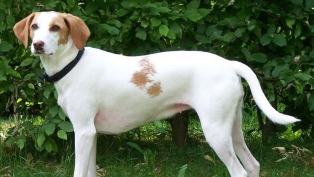 Le chien courant d'Istrie à poil ras - par ? - https://en.wikipedia.org/wiki/Istrian_Shorthaired_Hound#/media/File:Istrische_Bracke.jpg