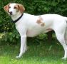 Le chien courant d'Istrie à poil ras - par ? - https://en.wikipedia.org/wiki/Istrian_Shorthaired_Hound#/media/File:Istrische_Bracke.jpg