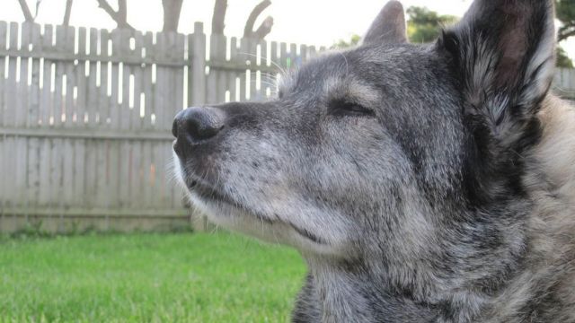chien d'élan norvegien gris - par szm.graham - https://www.flickr.com/photos/smgraham/