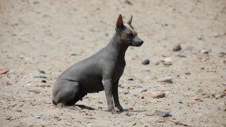 chien nu du Pérou - par ollie harridge - https://www.flickr.com/photos/olliethebastard/