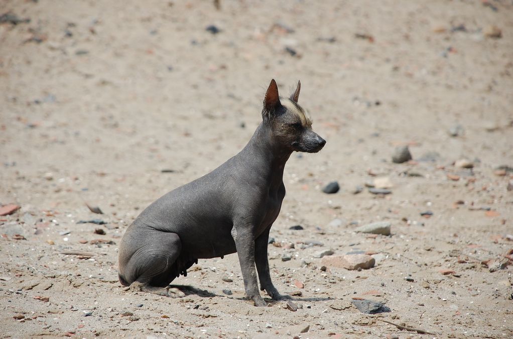 Le chien nu du pérou - Chiens et chiots - Wooki
