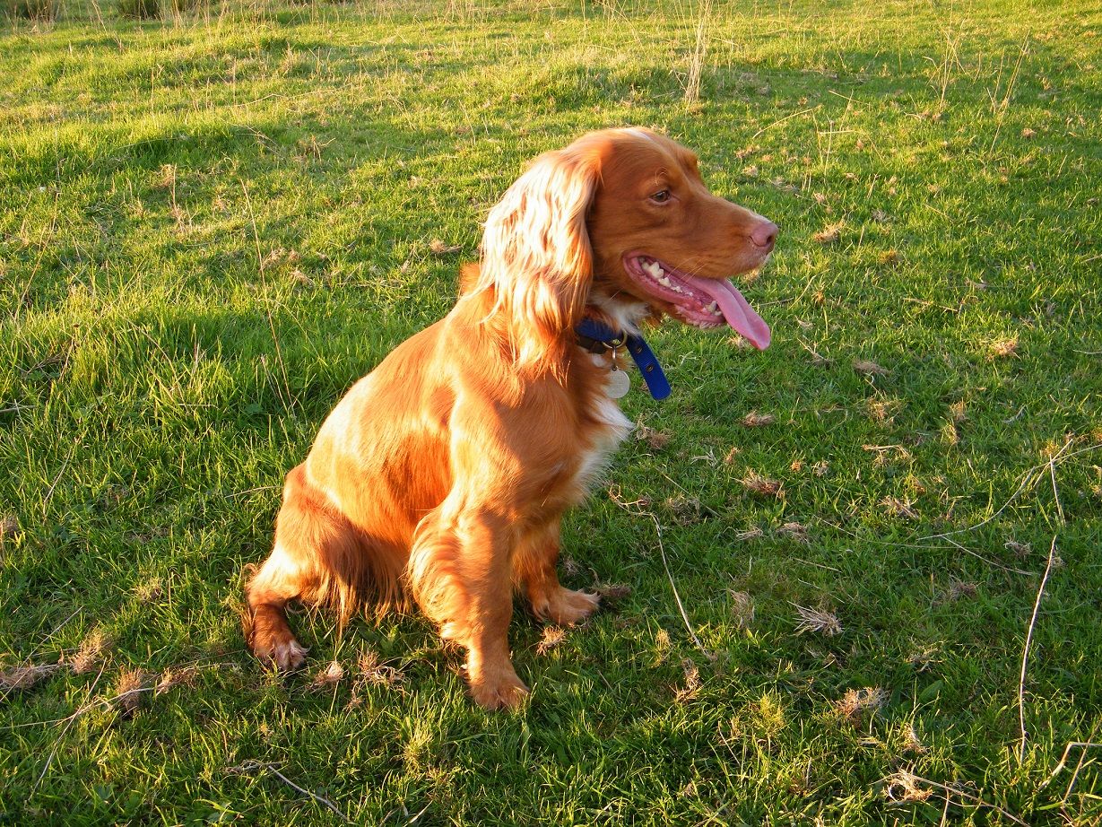 30 Millions D Amis Chiots Cockers à Adopter Le cocker anglais - Chiens et chiots - Wooki