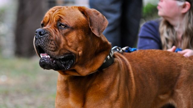 dogue de bordeaux - par Claudio Gennari - https://www.flickr.com/photos/claudiogennari/