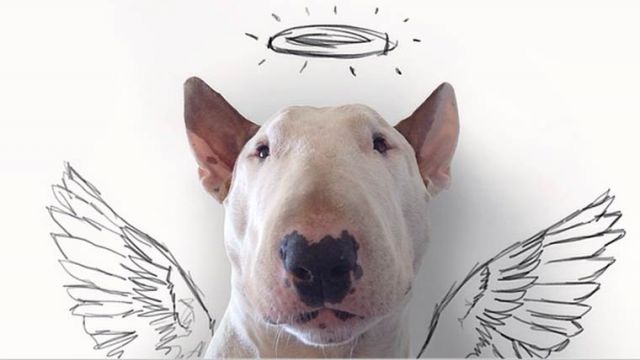 Jimmy Choo, English Bull Terrier sert de modèle à Raphael Mantesso - par Raphael Mantesso - http://instagram.com/rafaelmantesso