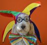 grand basset griffon vendéen - par Pets Adviser - https://www.flickr.com/photos/petsadviser-pix/