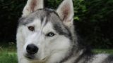 Le Husky Sibérien, chien de traineau - par huskyman1960 - https://www.flickr.com/photos/91255525@N07/