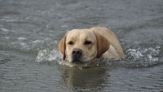 Labrador retriever nageant - par garyt70 - https://www.flickr.com/photos/garyt70/