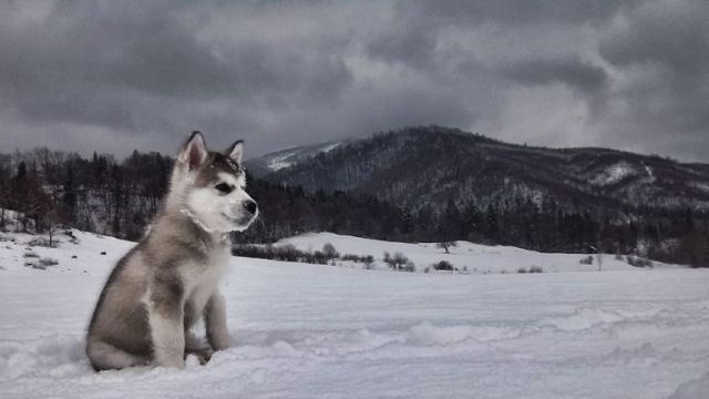 Chiot Malamute d'Alaska dans la neige - par Michal Sanitra - https://www.flickr.com/photos/94554020@N06/