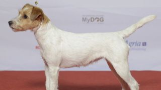 Parson Russell terrier - par Svenska Mässan - https://www.flickr.com/photos/svenskamassan/