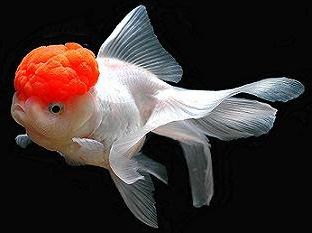 une variante du poisson rouge, l'oranda