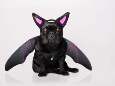 BatDog : le chien chauve souris